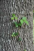 Leaves of Three Poison Ivy on a Tree photo