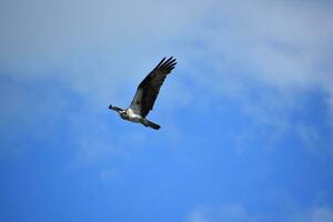 Feathers Ruffled on a Sea Eagle in the Sky photo