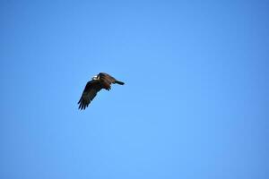 deslizamiento y volador mar águila pájaro en vuelo foto