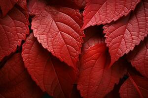 A vibrant close up red autumn leaf, evoking northwest school colors AI Generated photo