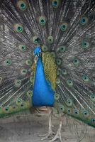 Cobalt Blue Peacock with his Plummage Spread photo