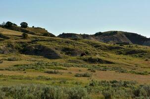 Buffalo Grazing in the Lush Landscape of Black Hills photo