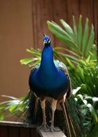 Beautiful Blue Peafowl with Feathers Not Extended photo