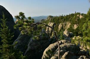 Pine Bough Bent in the Wind on Top a Mountain photo