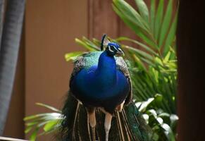 mirando dentro el ojo de un azul pavo real foto