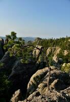 Evergreen Bent into the Wind on Top a Mountain photo