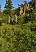 Wildflowers Growing Along a Hiking Path in South Dakota photo