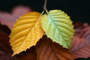 Twin autumnal leaves, a duet in natures colorful symphony AI Generated photo