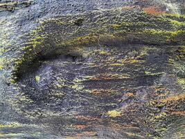 Closeup of tree trunk. Concrete wood texture. Tree bark texture of the cement relief plaster wall with natural color paint. photo