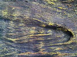 Closeup of tree trunk. Concrete wood texture. Tree bark texture of the cement relief plaster wall with natural color paint. photo