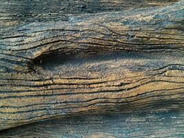 de cerca de árbol trompa. hormigón madera textura. árbol ladrar textura de el cemento alivio yeso pared con natural color pintar. foto
