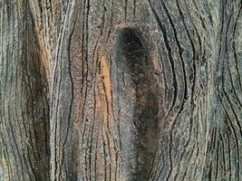 Closeup of tree trunk. Concrete wood texture. Tree bark texture of the cement relief plaster wall with natural color paint. photo