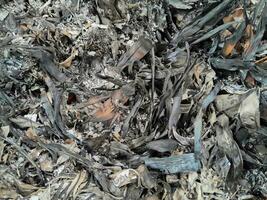 Close up of a Burning fall leaves in the incinerator. White smoke and Ashes left over from burning rubbish. photo