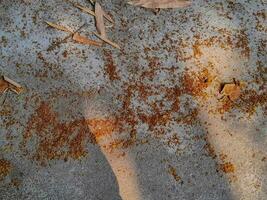 Blossom petals on the concrete floor textured with copy space for text photo