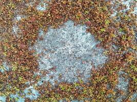 Blossom petals on the concrete floor textured with copy space for text photo