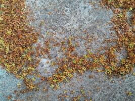 Blossom petals on the concrete floor textured with copy space for text photo