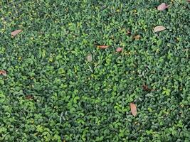 Full frame of green leaves background photo