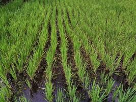 Rice plants in rice fields photo