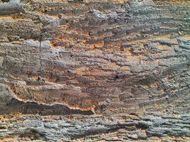 close up of a bark texture photo