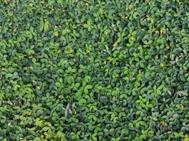 Full frame of green leaves background photo