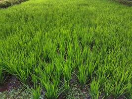 arroz plantas en arroz campos foto