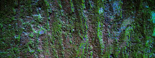 close up of a bark texture photo
