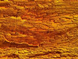 close up of a bark texture photo