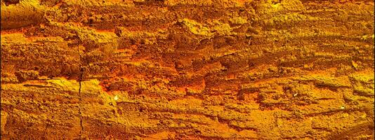 close up of a bark texture photo