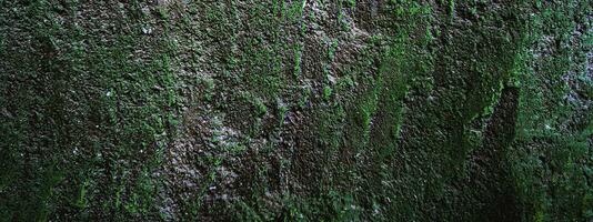 close up of a bark texture photo