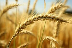 rústico belleza en un cebada trigo campo, un naturaleza inspirado antecedentes ai generado foto
