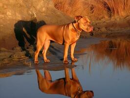 perro y sus reflexión en un calma estanque ai generativo foto