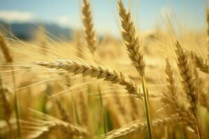 idílico naturaleza escena con un próspero cebada trigo campo antecedentes ai generado foto