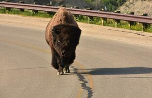 norte americano búfalo caminando abajo el la carretera camino foto