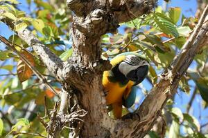 Blue and Yellow Parrot Peaking Through V in a Tree photo