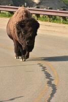 grande búfalo en un la carretera camino en norte Dakota foto