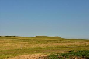 Large Field with Wild Grasses Growing in the Summer photo