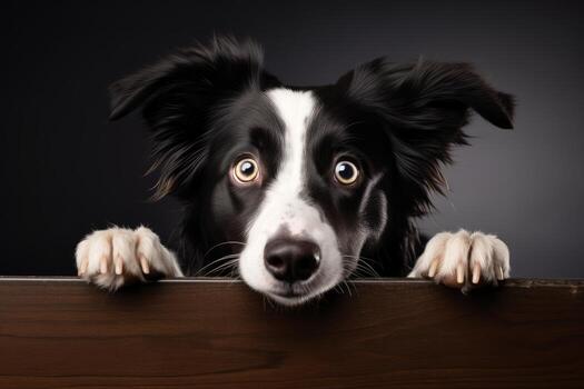 foto de un enérgico frontera collie con intenso atención en un inmaculado blanco mesa. generativo ai