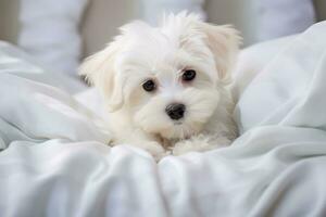 Photo of a sweet Maltese puppy with a charming demeanor on a clean white sheet. Generative AI