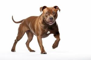 Photo of a spirited Staffordshire Bull Terrier in a dynamic stance on a spotless white background. Generative AI