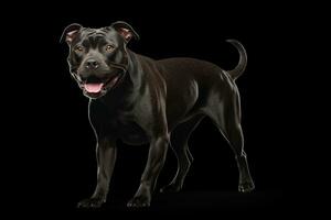 Photo of a spirited Staffordshire Bull Terrier in a dynamic stance on a spotless white background. Generative AI