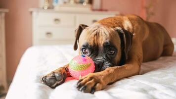 linda perro acostado en cama mientras jugando con chirriador perro pelota foto