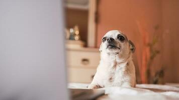 Cute white chihuahua dog lying over belly on bed with laptop photo