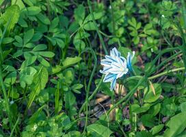 Beautiful spring flowers. White-blue flowers of Puschkinia scilloides. Flowers of the Asparagus family. photo