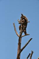 alpinismo negro oso cachorro en el parte superior de un árbol foto