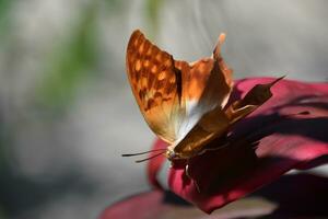 Stunning Flame Butterfly in a Garden with Red Foliage photo