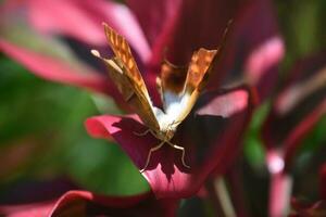 Bulging Eyes on an Orange and White Butterfly photo