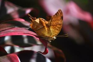 lado perfil de un naranja crucero mariposa foto