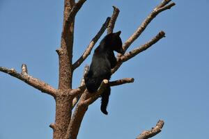 Baby Black Bear Cub on a Tree Limb photo