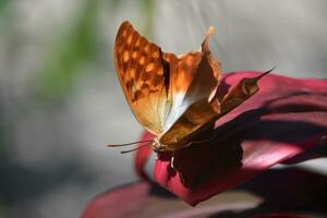 Common Cruiser Butterfly Up Close and Personal photo