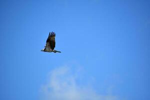 Predatory Osprey Looking for Prey in Flight photo